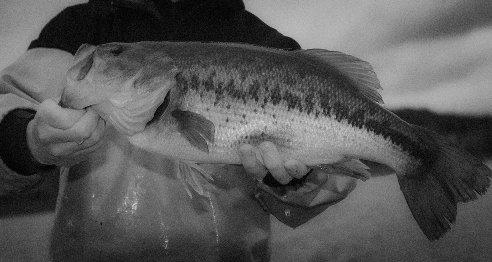 Largemouth bass
