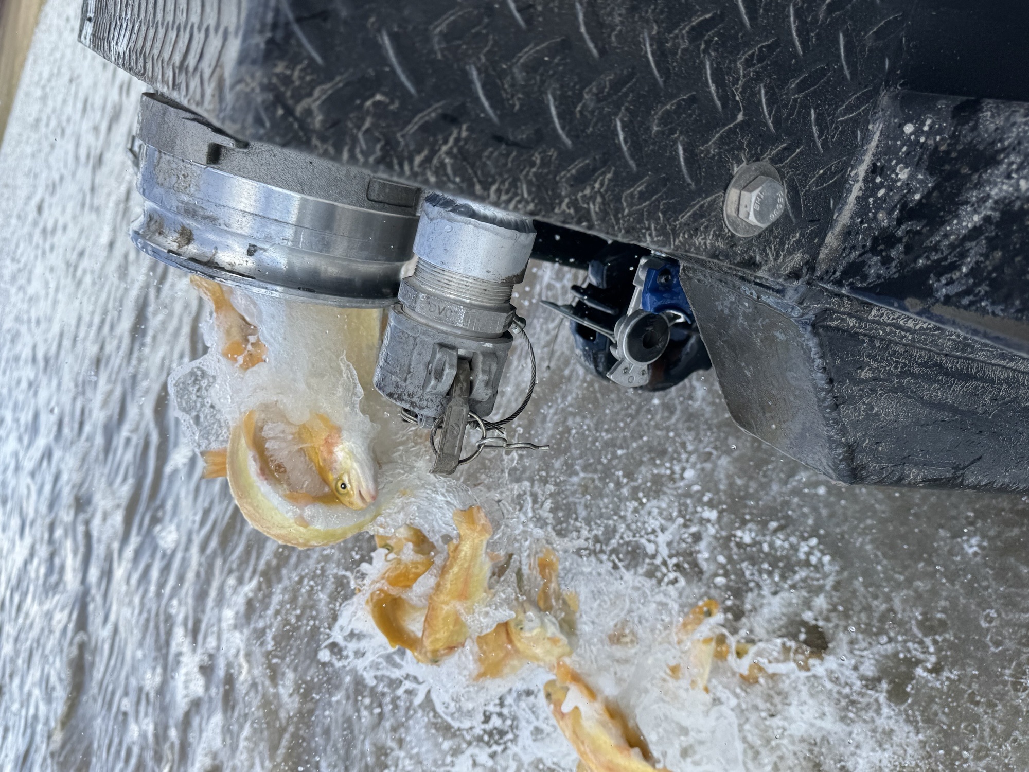 Banana trout stocking