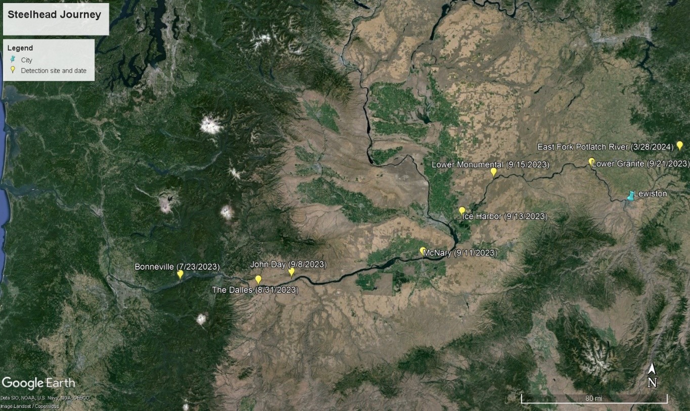 Map of steelhead journey