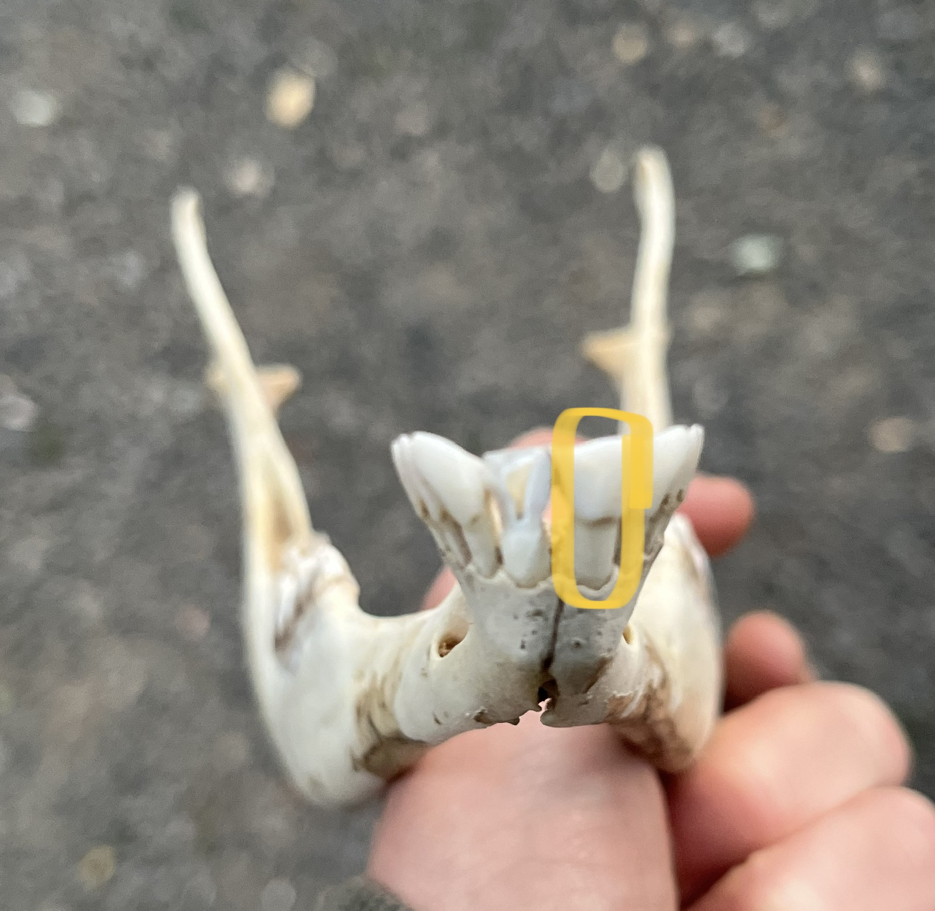 Tooth incisor