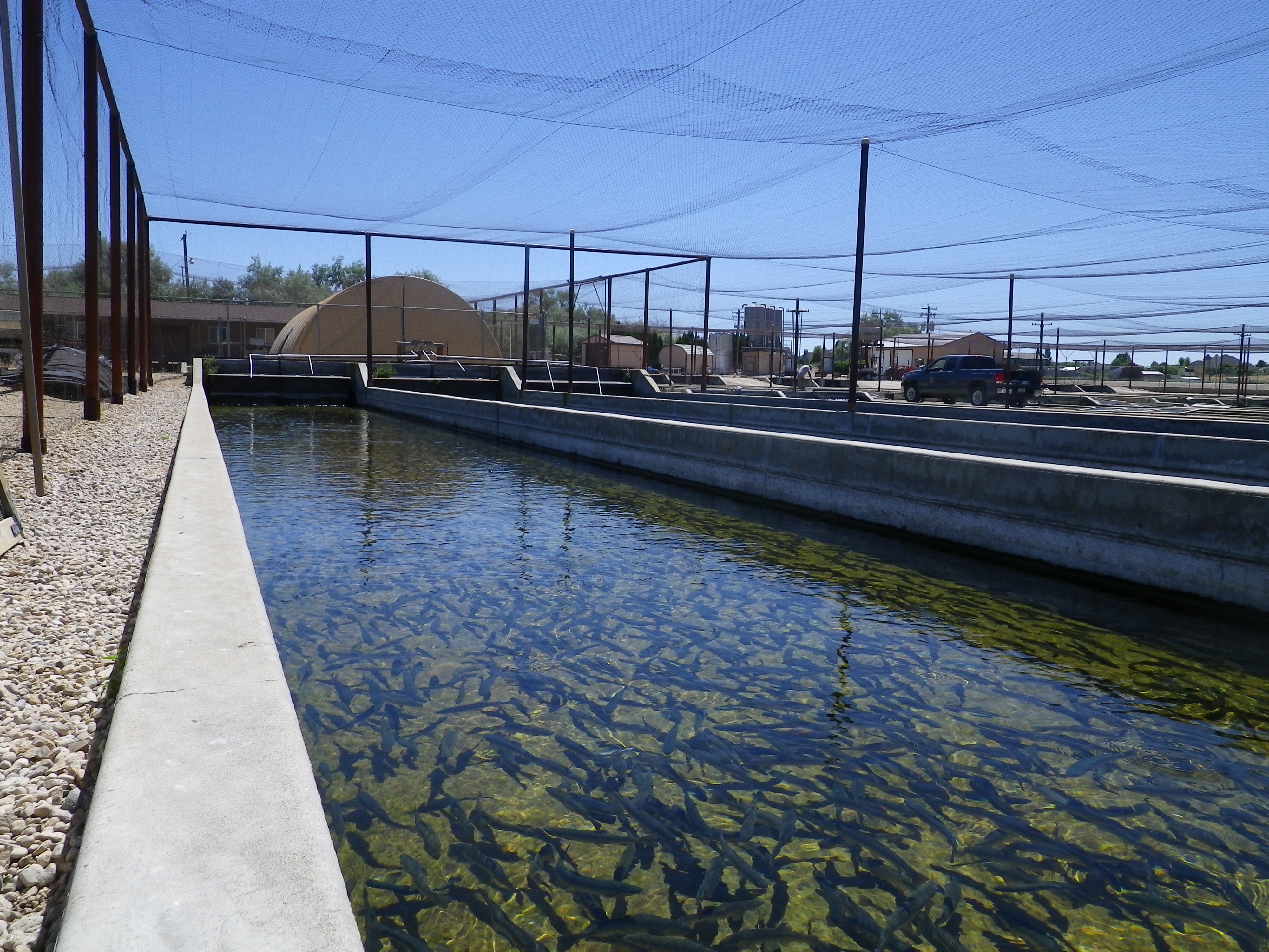 Rainbow trout at Nampa Fish Hatchery
