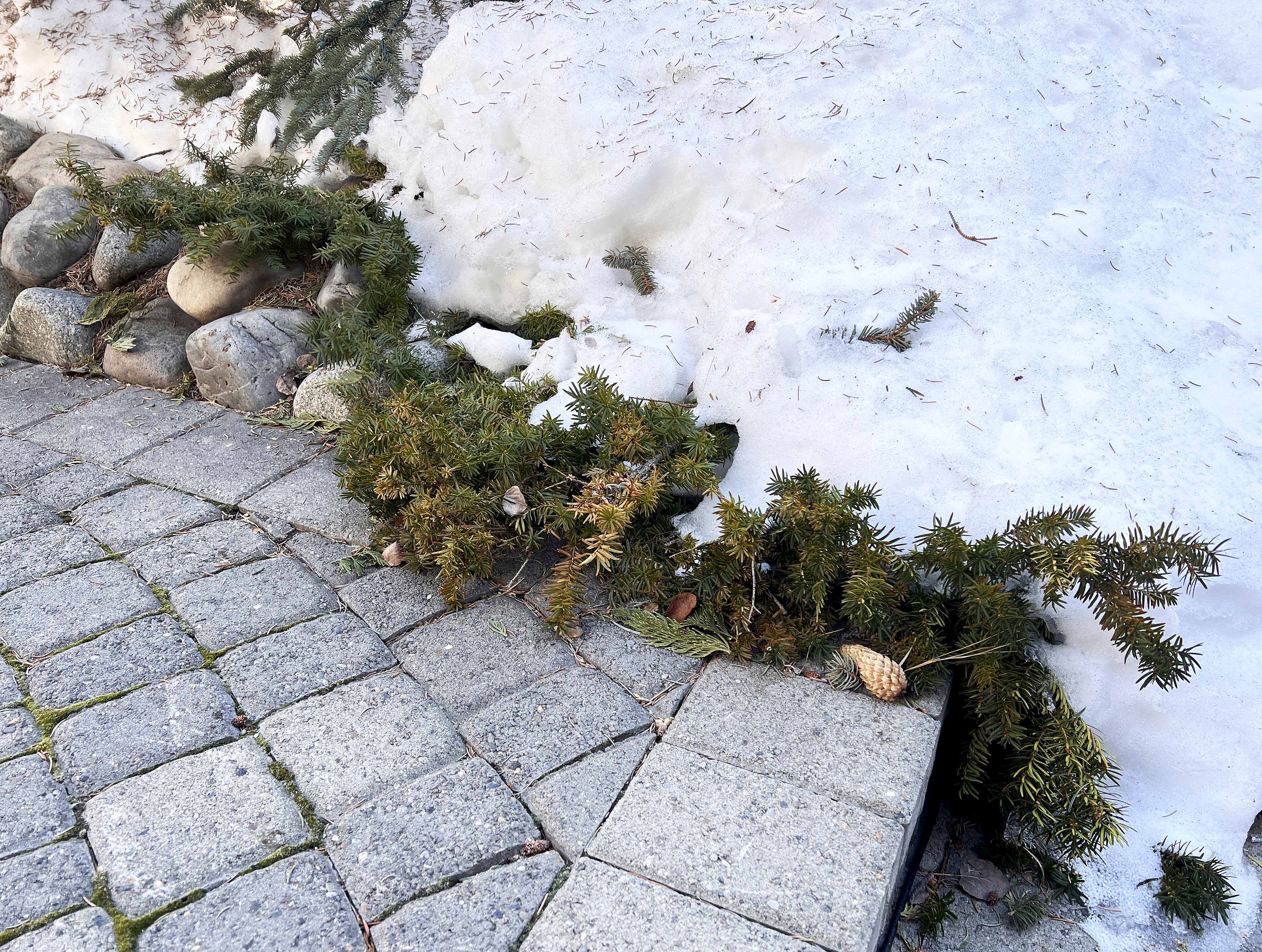 Ornamental yew is often found around homes and businesses