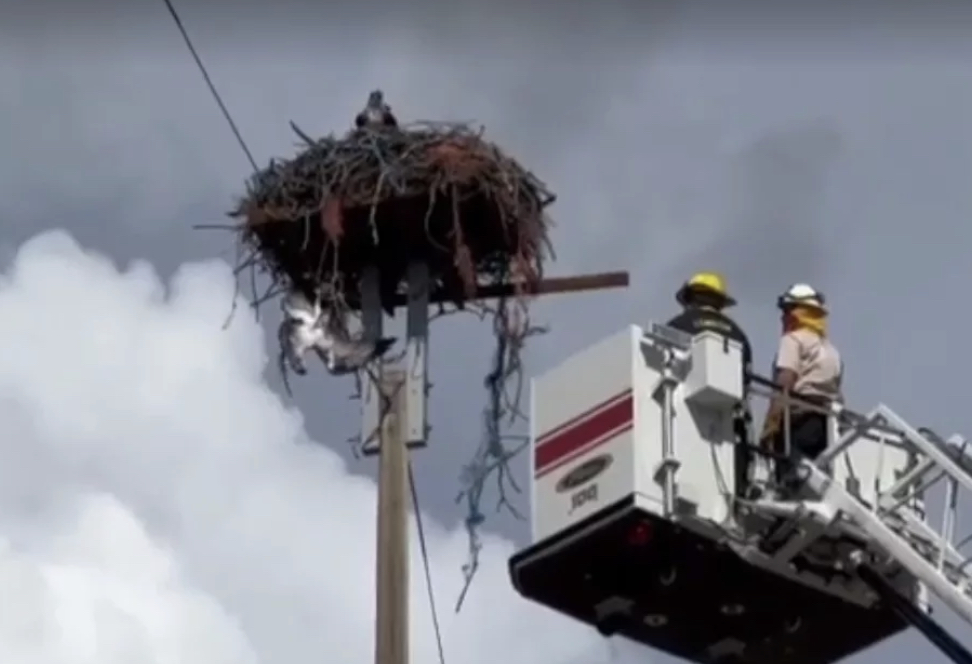 Osprey rescue