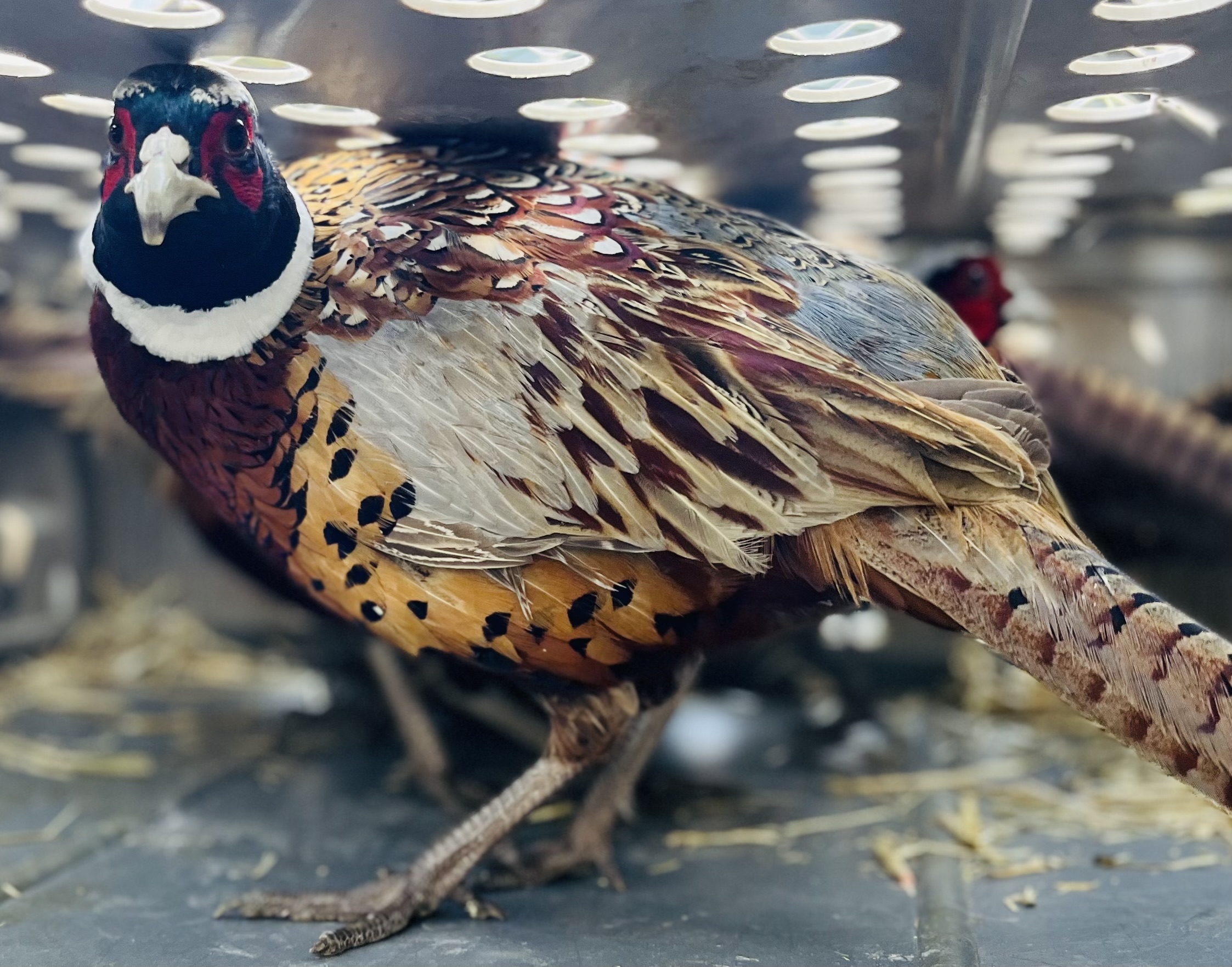 Pheasant in crate