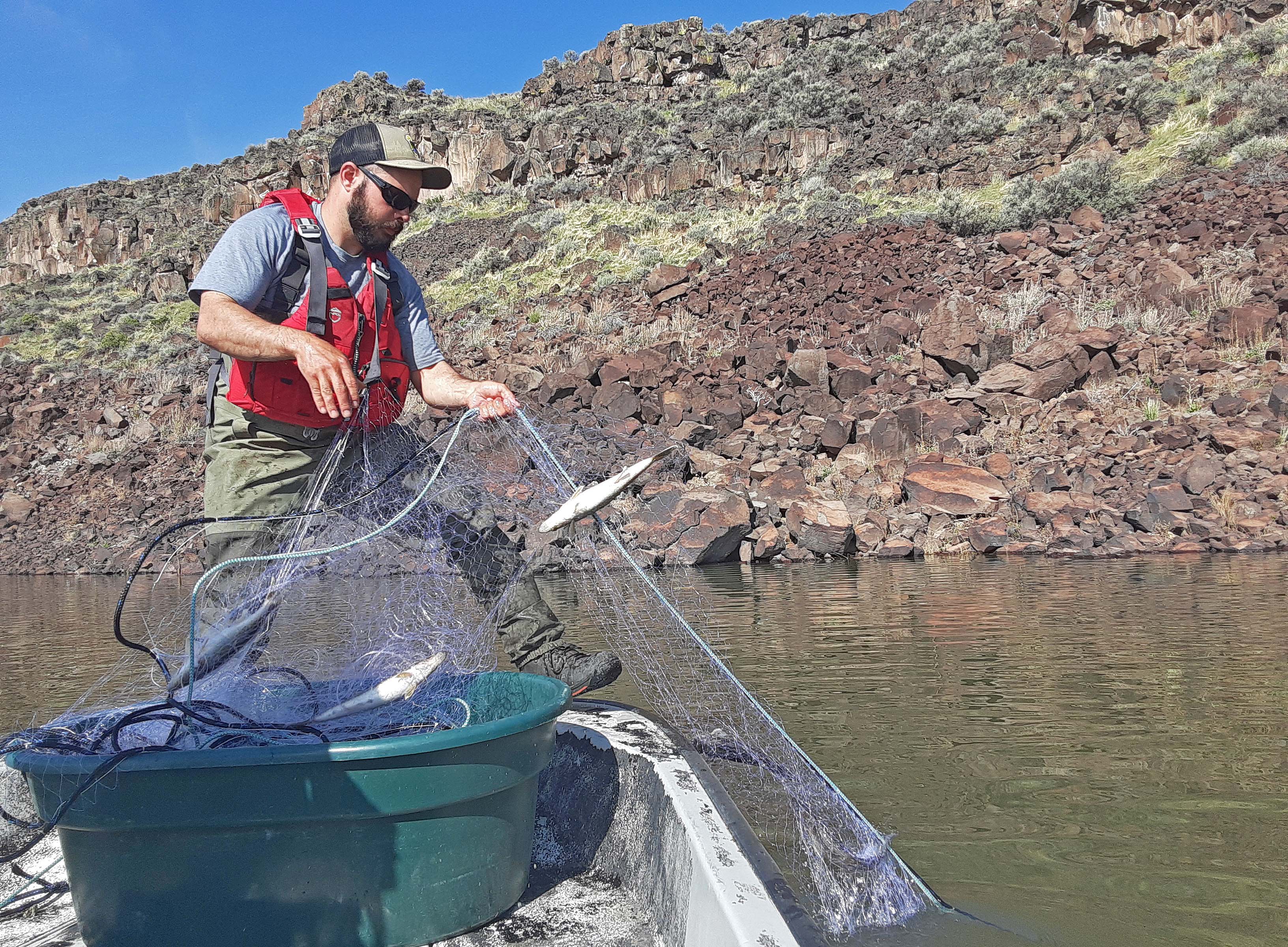 Salmon Falls Creek Reservoir is sampled using gillnets