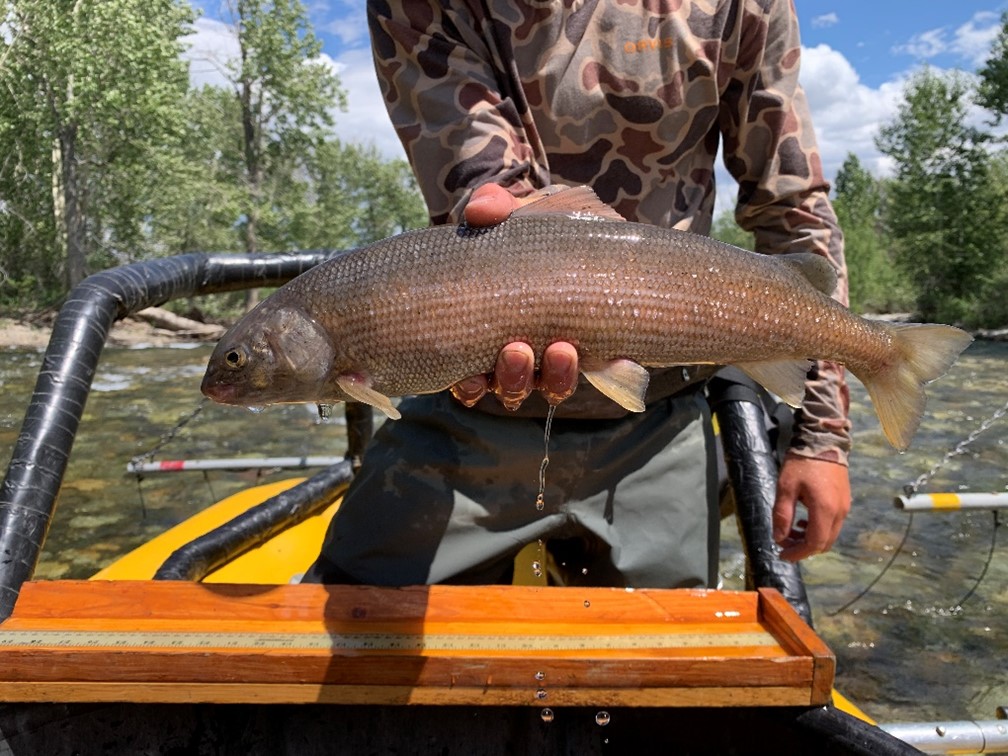 Big Lost Mountain Whitefish