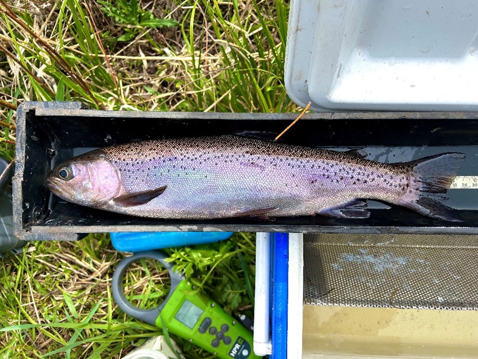 A Rainbow Trout is measured on a ruler, then tagged with a T-bar anchor tag (orange) to monitor angler catch or harvest.