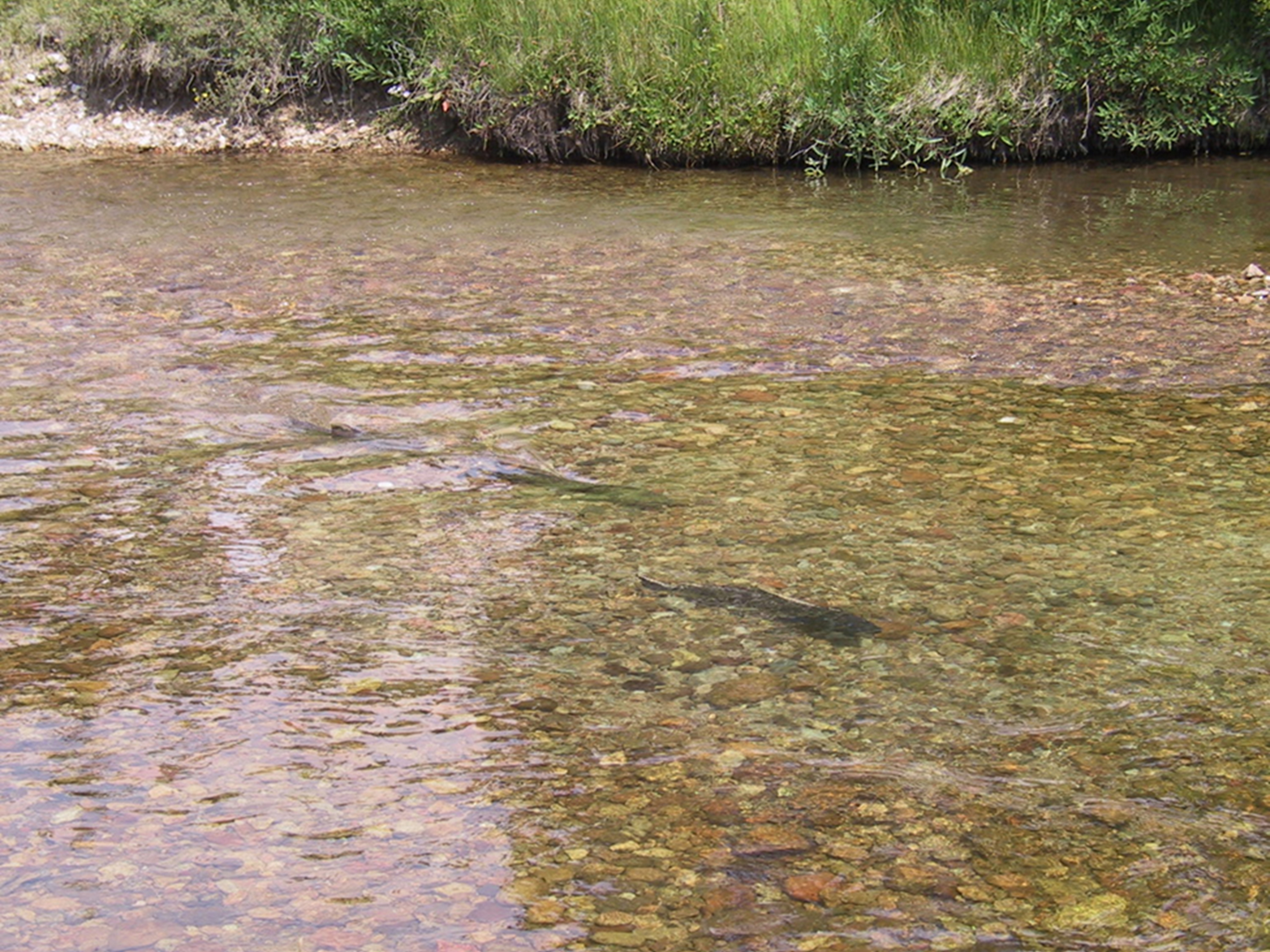 Three salmon on a redd