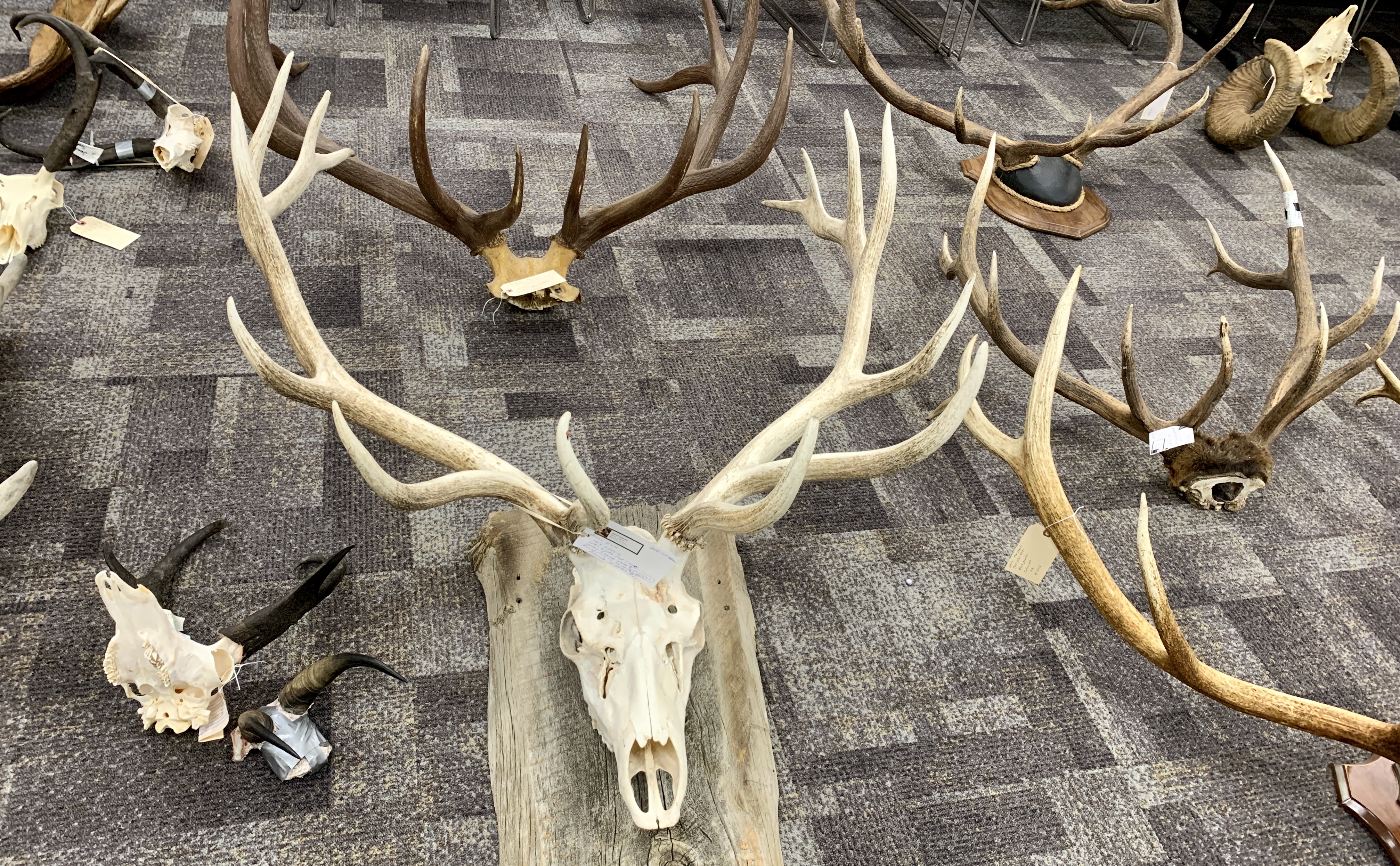 Various antlers displayed on the floor