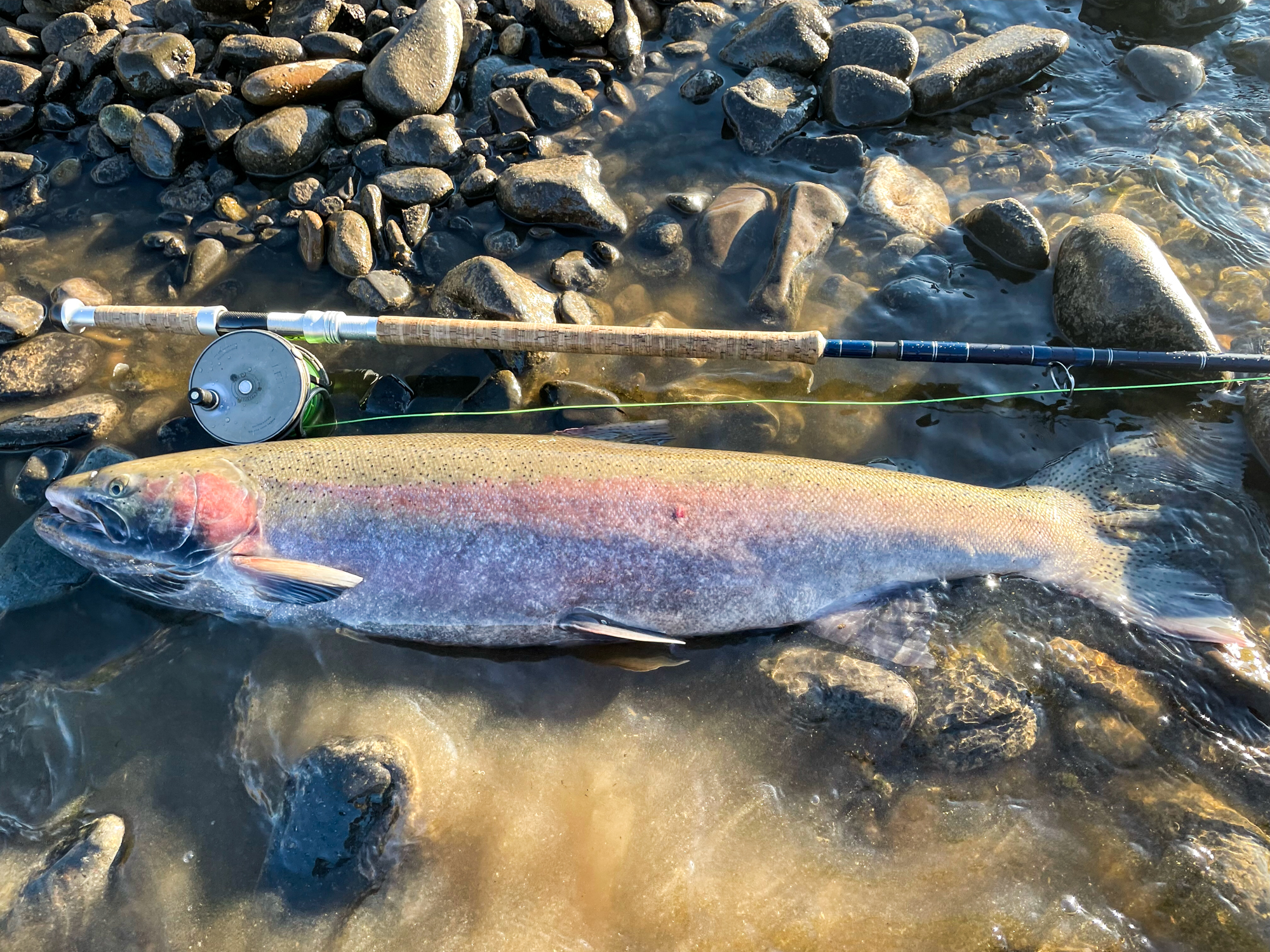 Record steelhead from Clearwater River