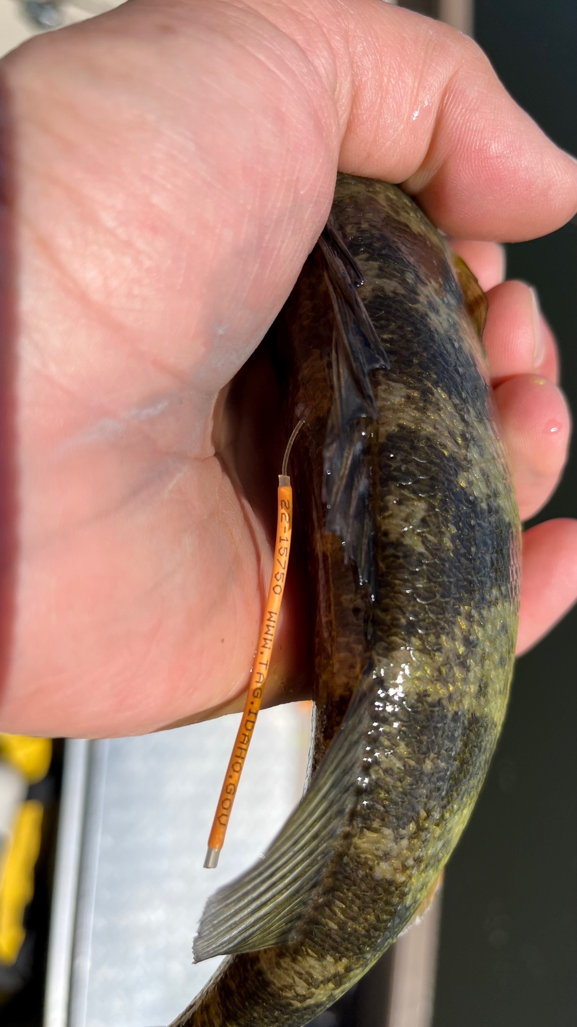 A Tag, You're it tag attached to the dorsal fin of a fish.
