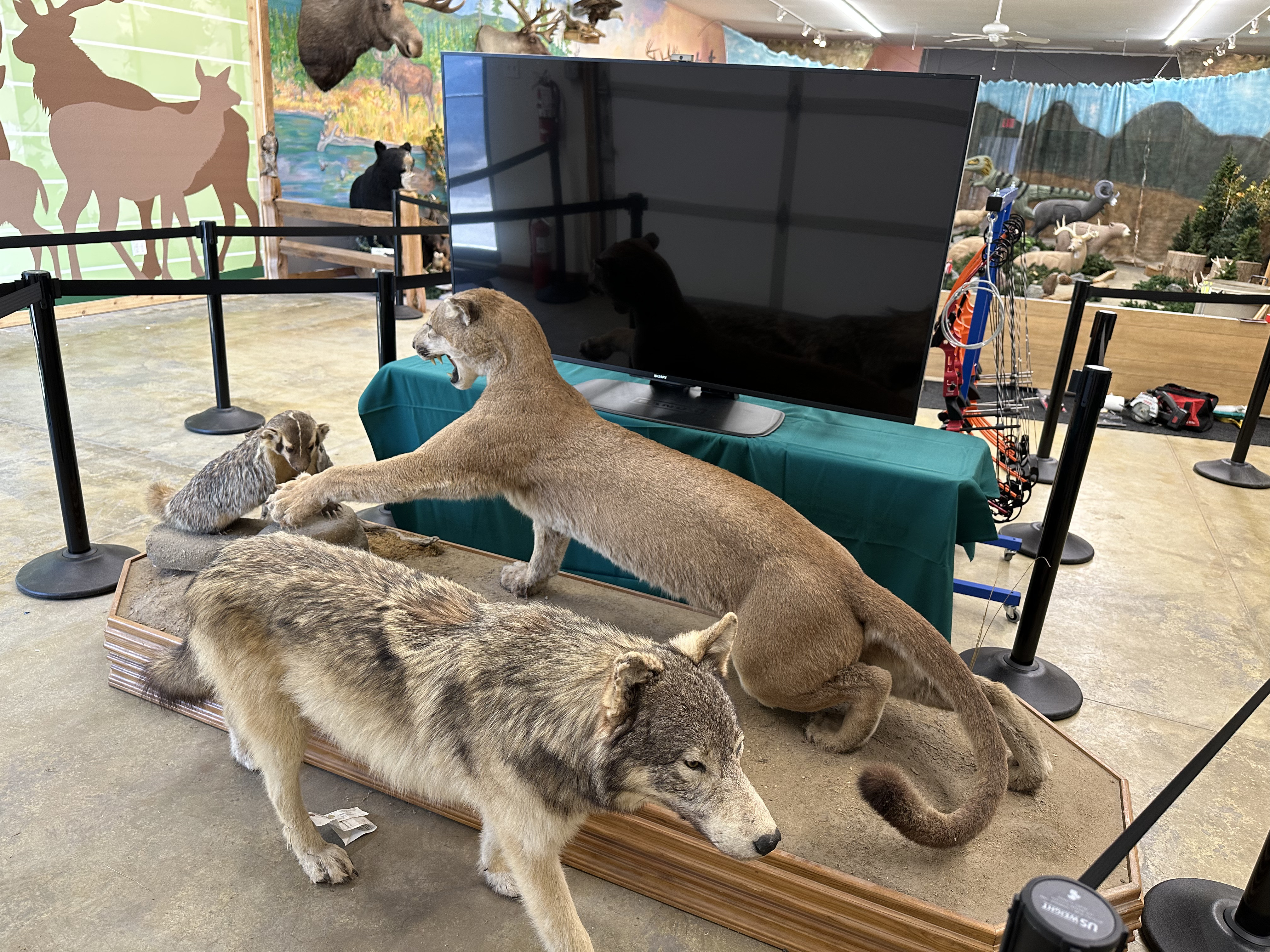 Taxidermy at the North Idaho State Fairground 3D archery range.