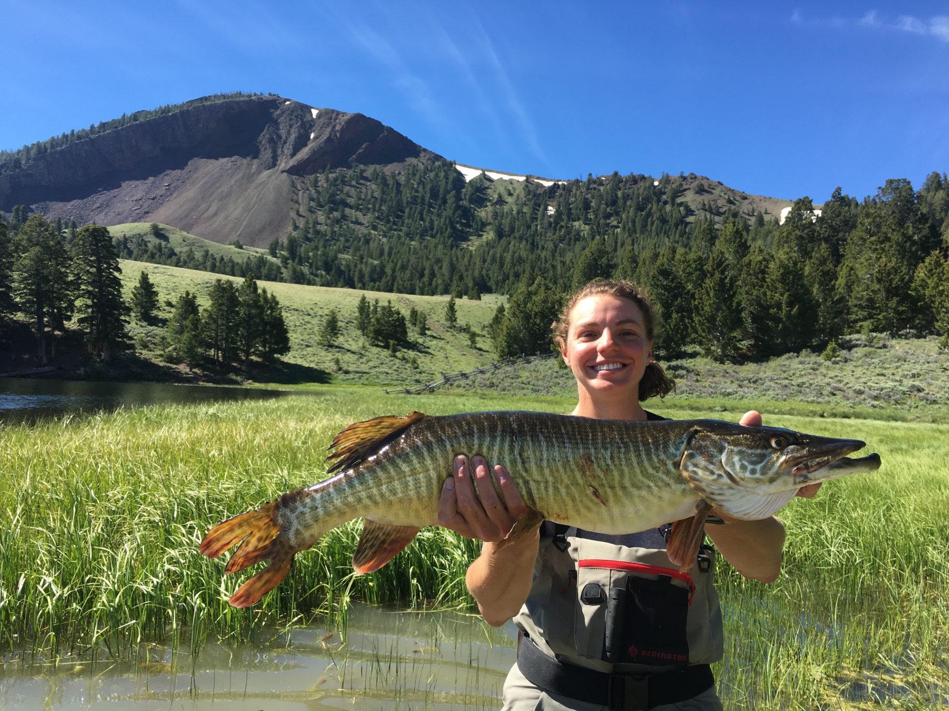 large tiger muskie 