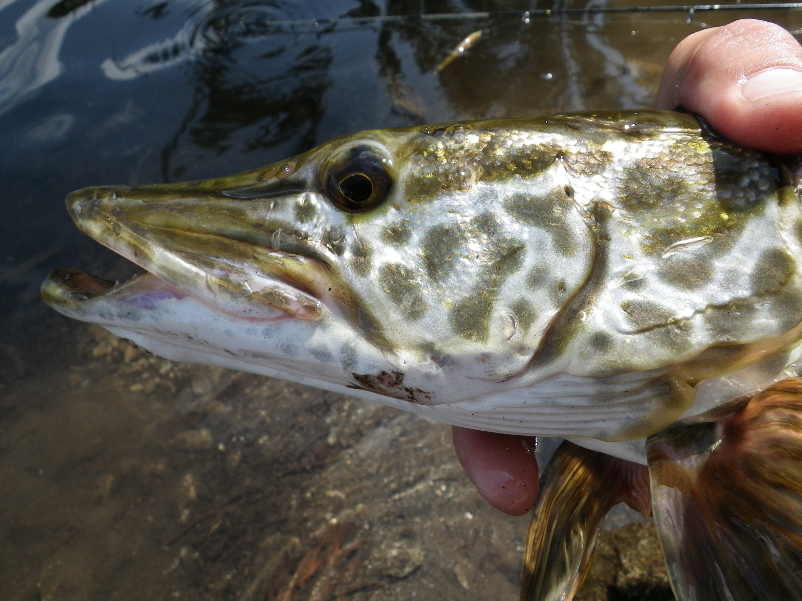 tiger muskie