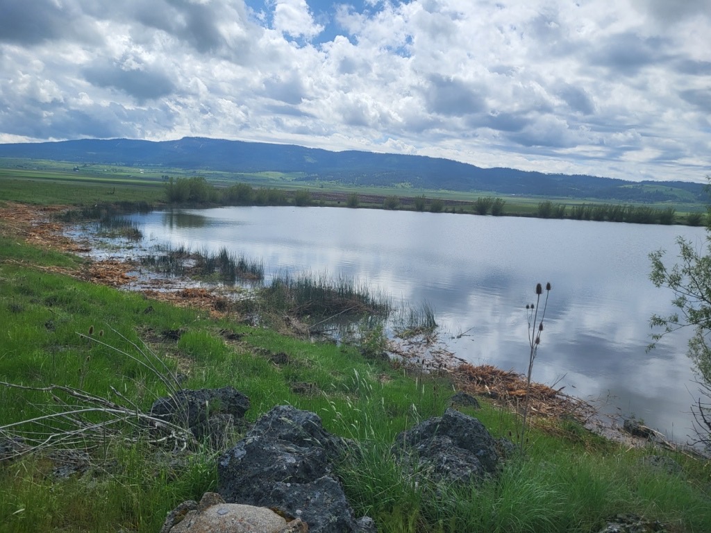 Shoreline brush removal