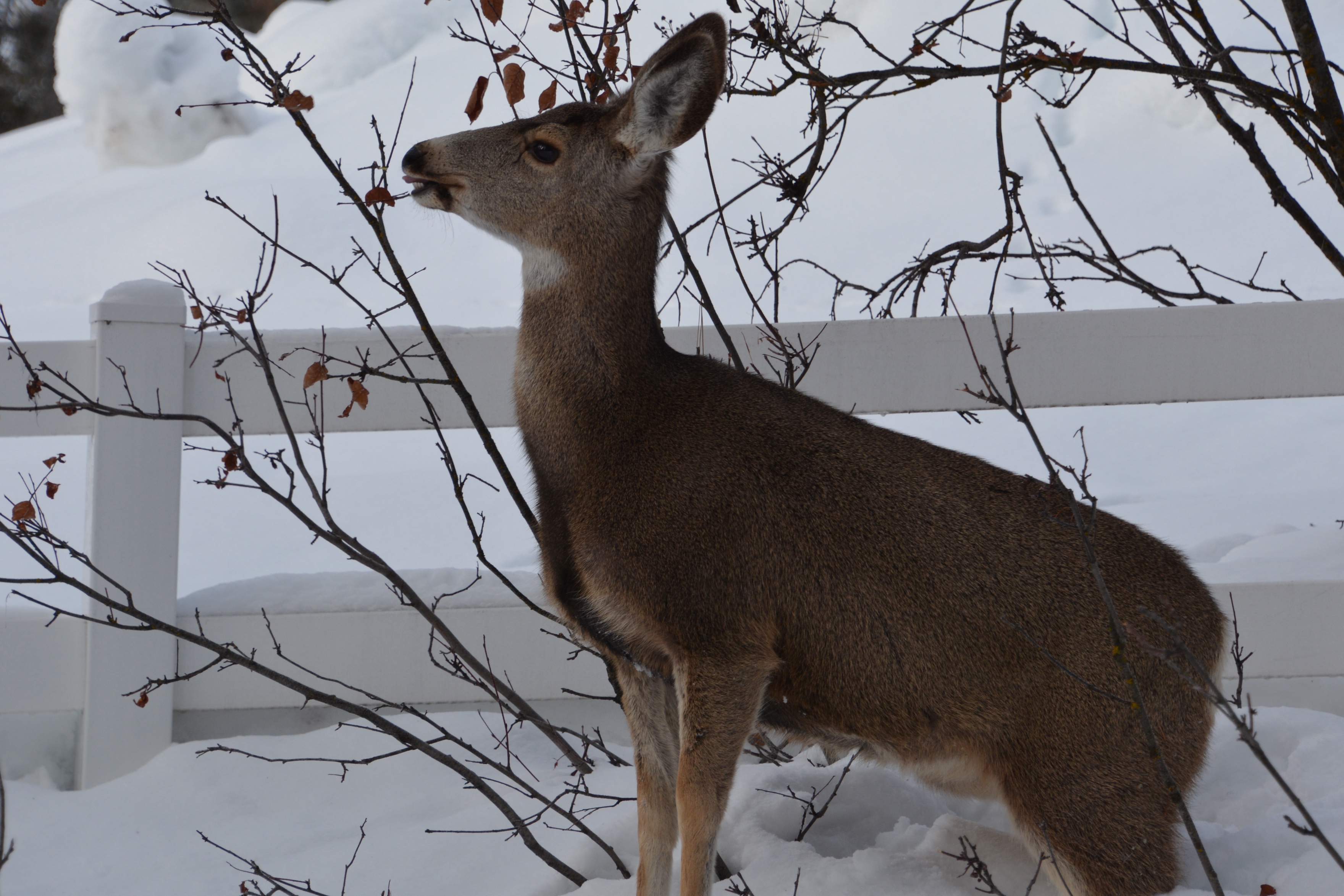 A deer browses for food in the City of Cascade in the winter.