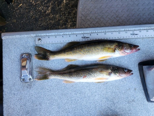 Snake River Walleye