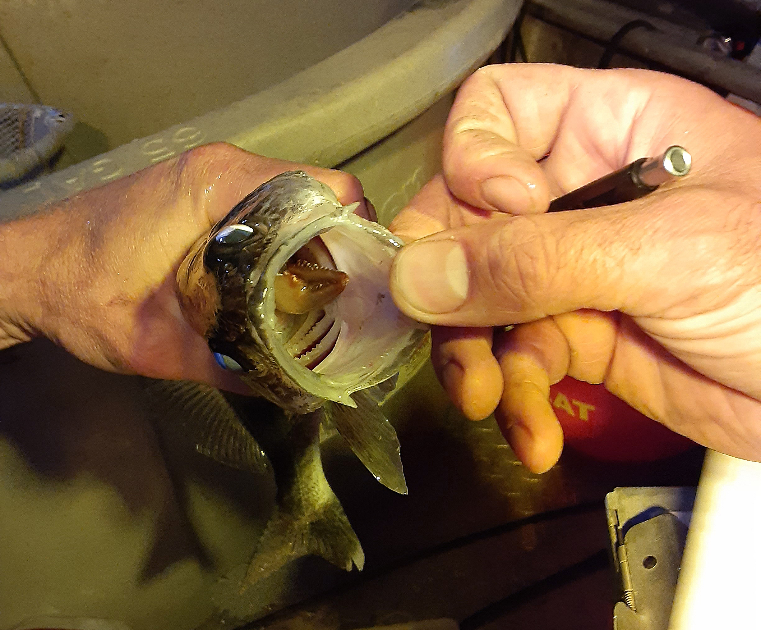 Walleye sampled from Salmon Falls Creek Reservoir