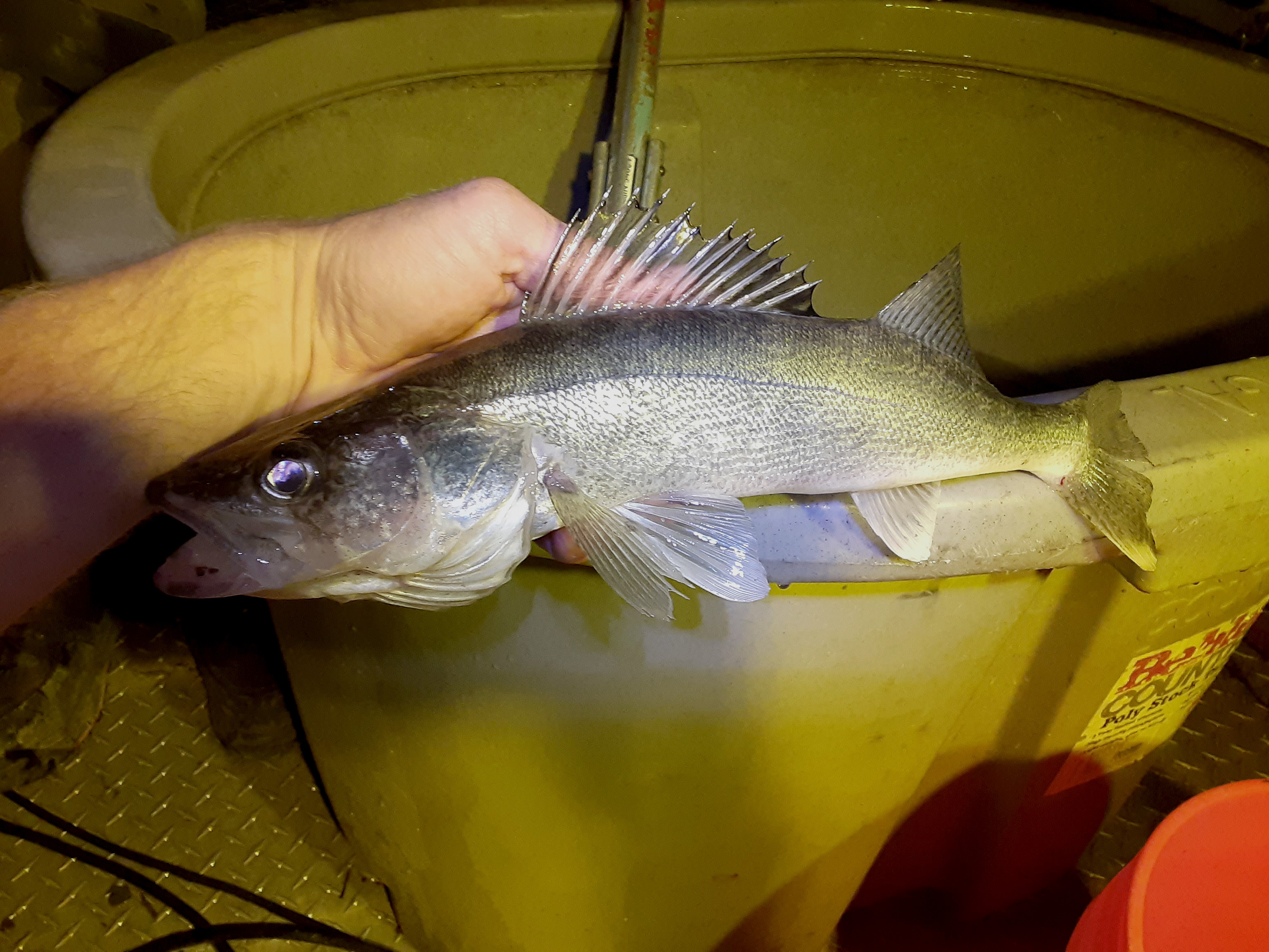 A walleye caught during the 2023 lowland lake survey in Salmon Falls Creek Reservoir