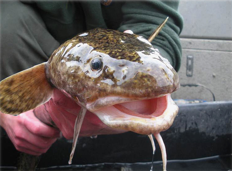 native burbot being held for habitat restoration head shot April 2017
