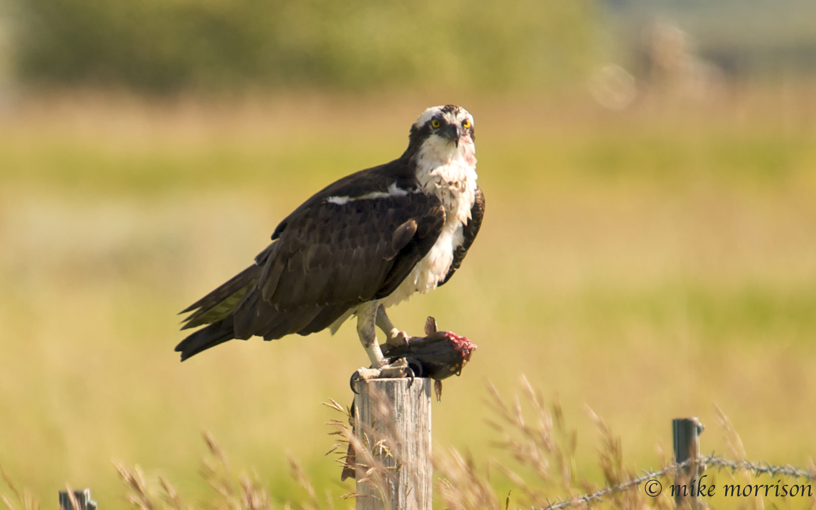 Ponderosa Scenic Byway osprey and fish on a fence post copyright by Mike Morrison July 2009