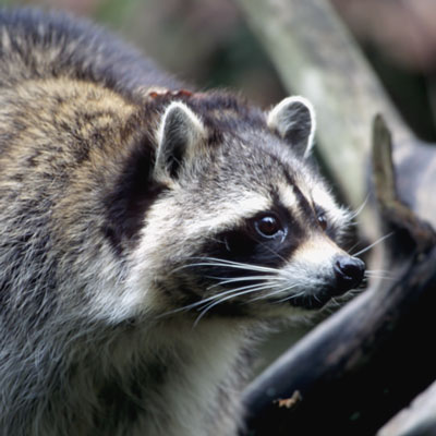 raccoon head shot