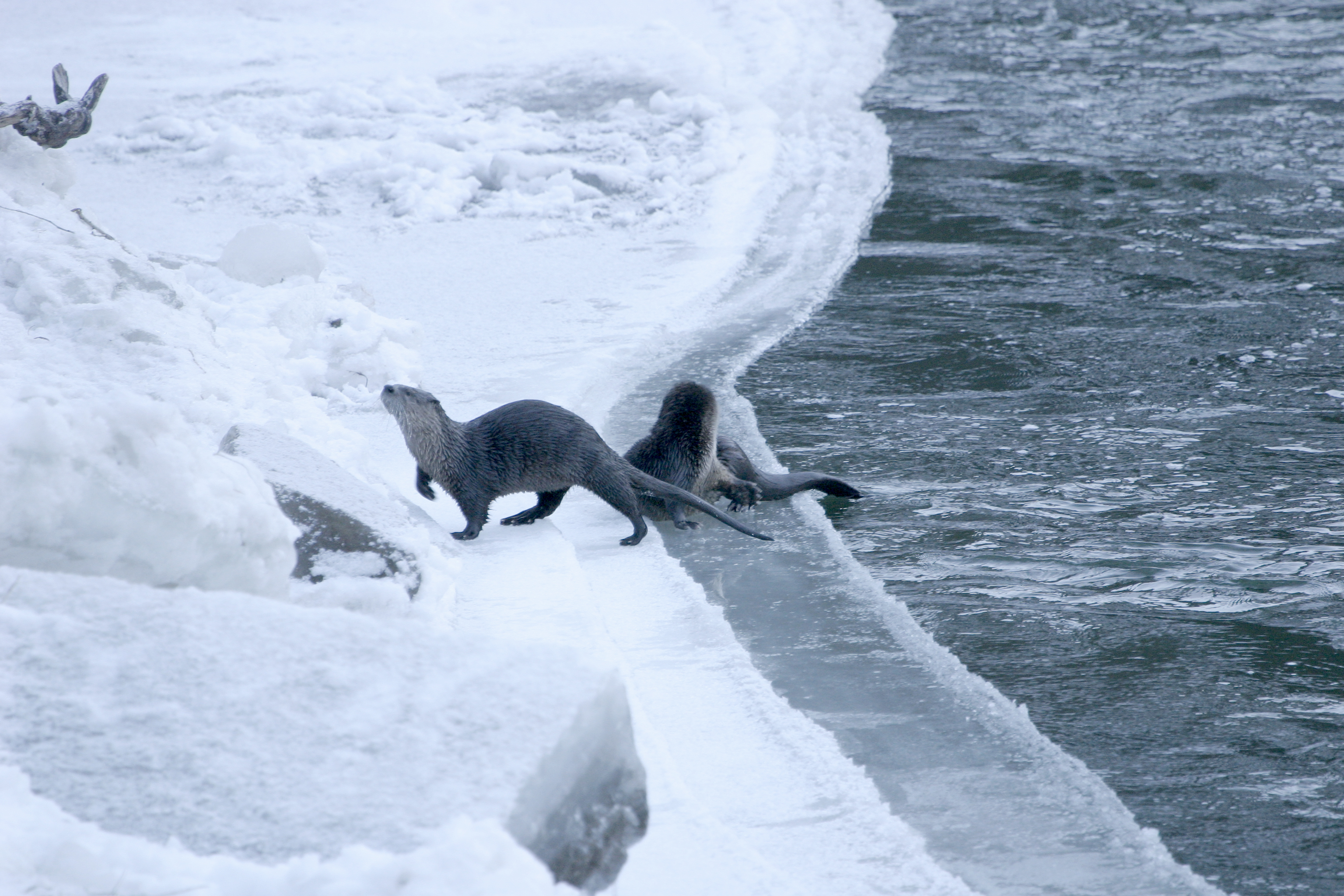 river otters playing on ice near water December 2005