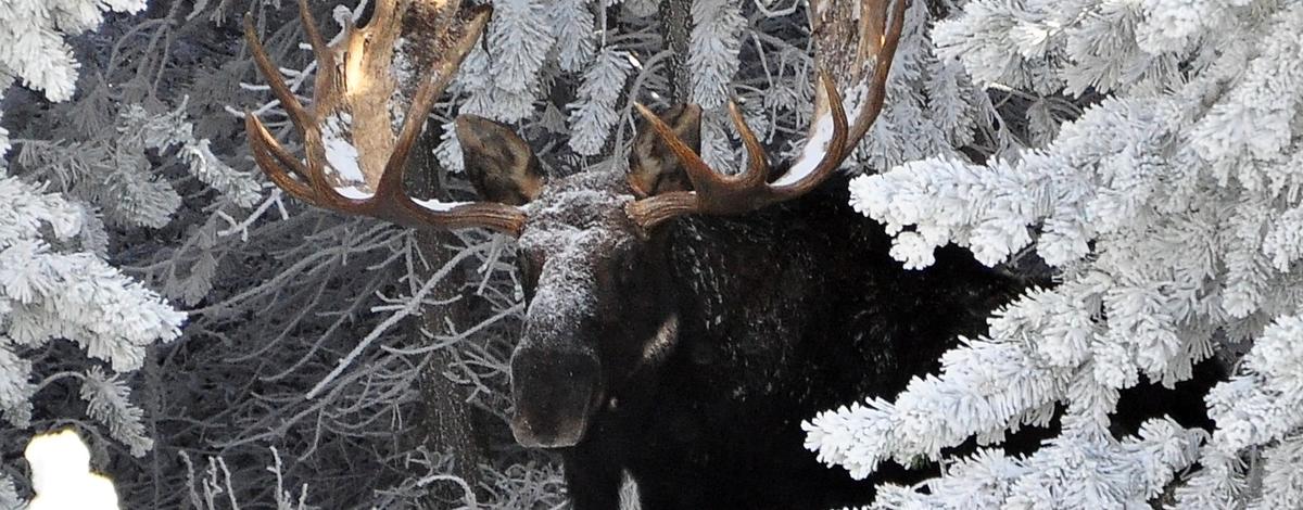 large bull moose in snow covered trees November 2011 James Deitrick