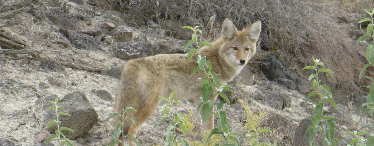 coyote-a6df-5c6cea130987_1_201_a.jpeg