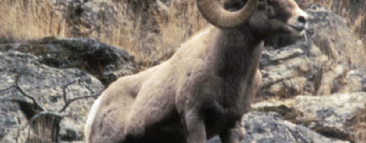 bighorn ram standing in rocks