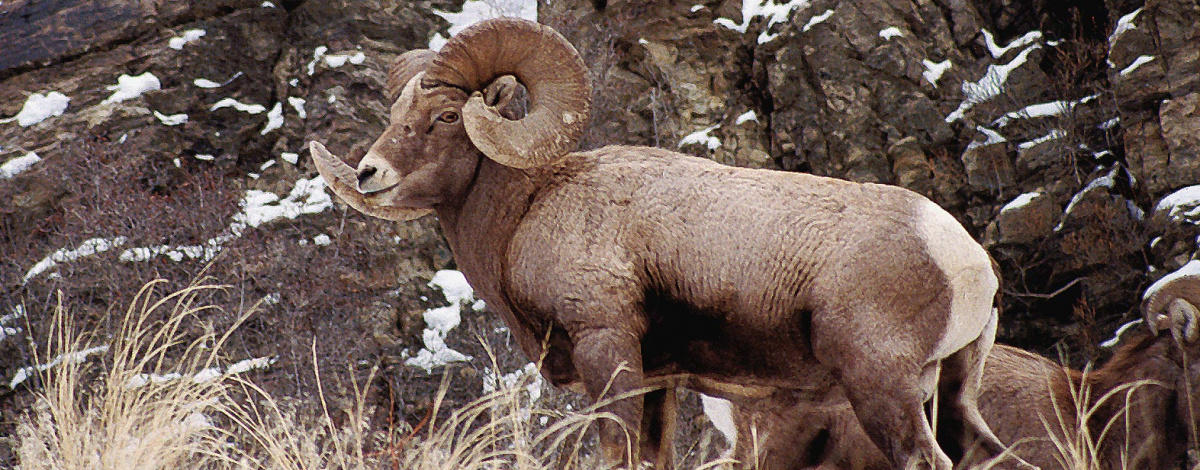bighornsheep_garypowers