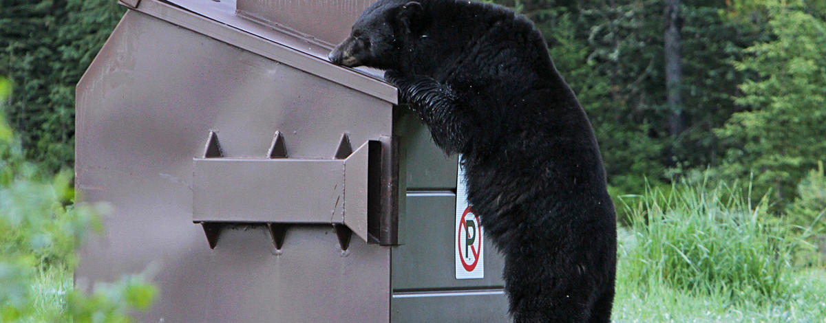 black-bear-1972219_cropped_