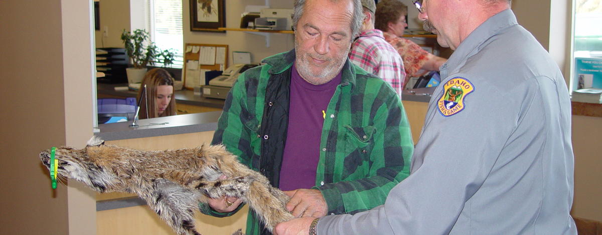an IDFG conservation officer and another man look over bobcat skins for a report February 2006