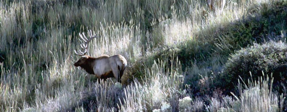 bull elk on a grassy hillside medium shot