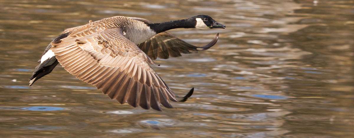 canada goose in flight