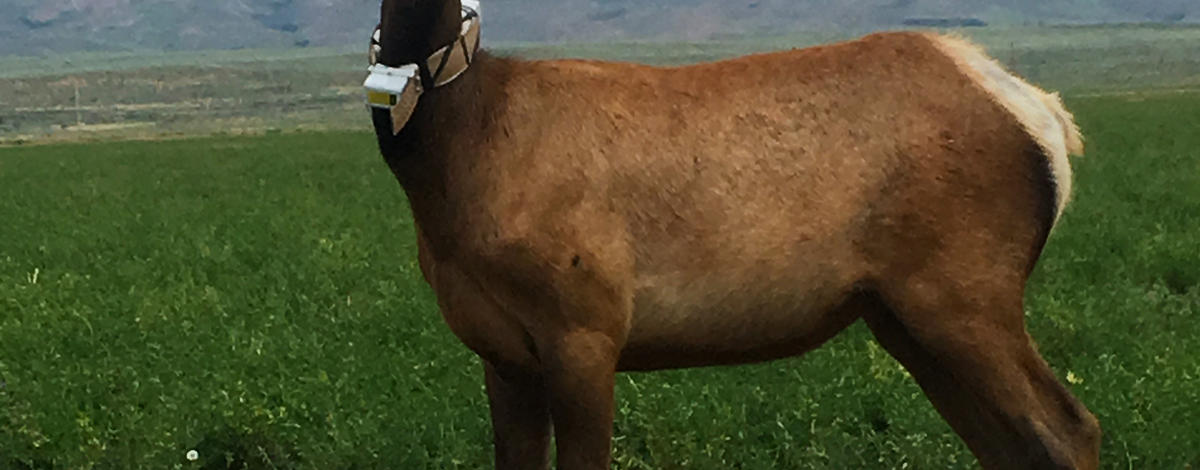 cow_elk1