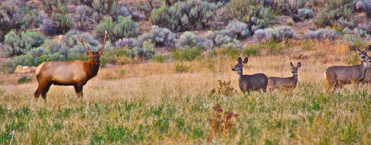 deerandelk