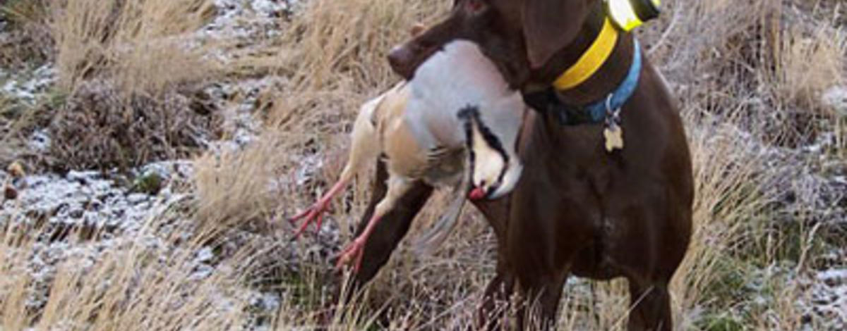 hunting dog with a Chukar in it's mouth standing in lightly dusted snowy grass