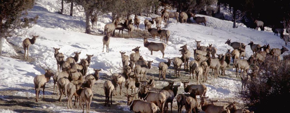 elk herd Winter Feeding 2005