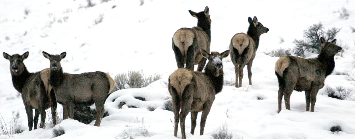 herd of cow elk in snow medium shot
