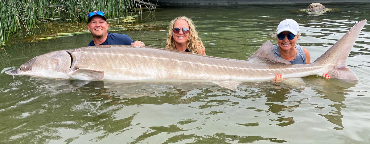 White Sturgeon - Poulsen 02