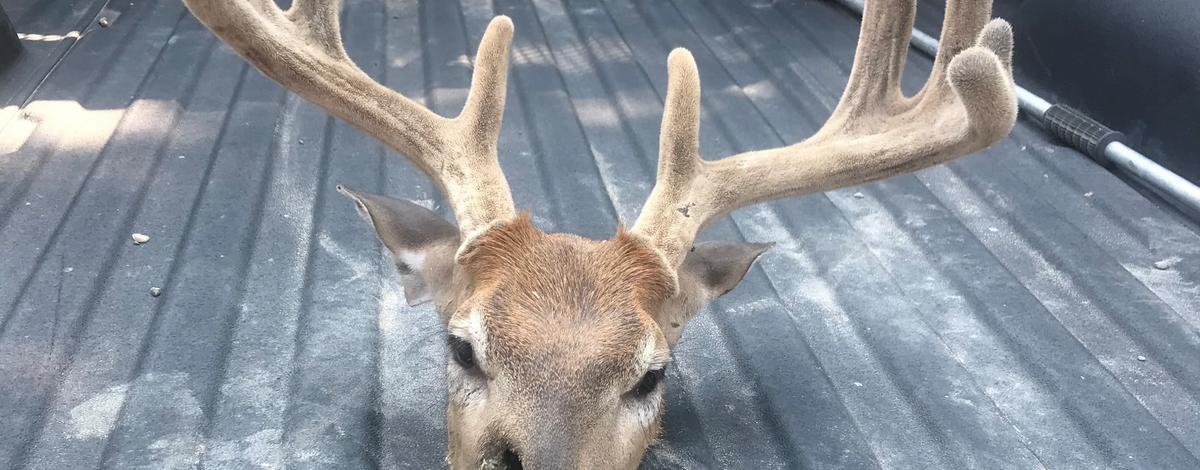 White-tailed deer that Froehlich admitted to shooting with artificial light, and then later left in the field to waste in August of 2021. 