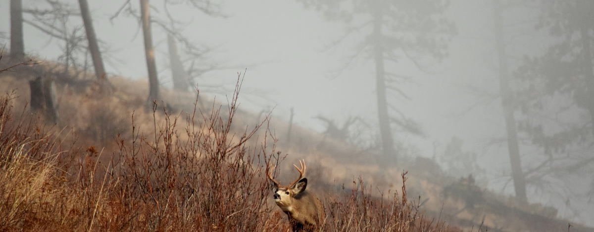 Mule deer buck in the Myrtle Creek Preserve