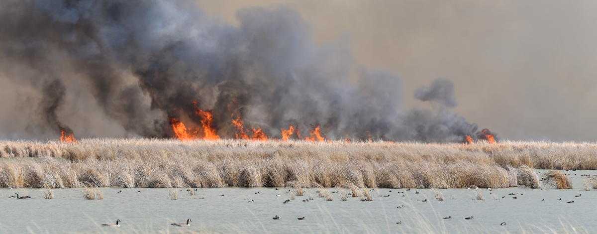 Market Lake Controlled Burn