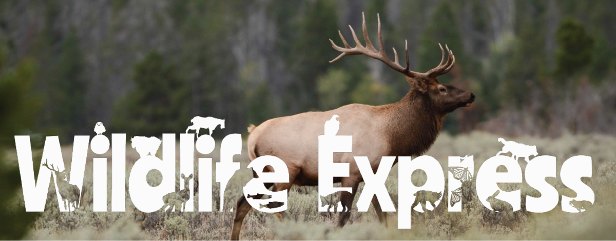 Large bull elk with antlers standing in sagebrush with forest background with the words Wildlife Expres