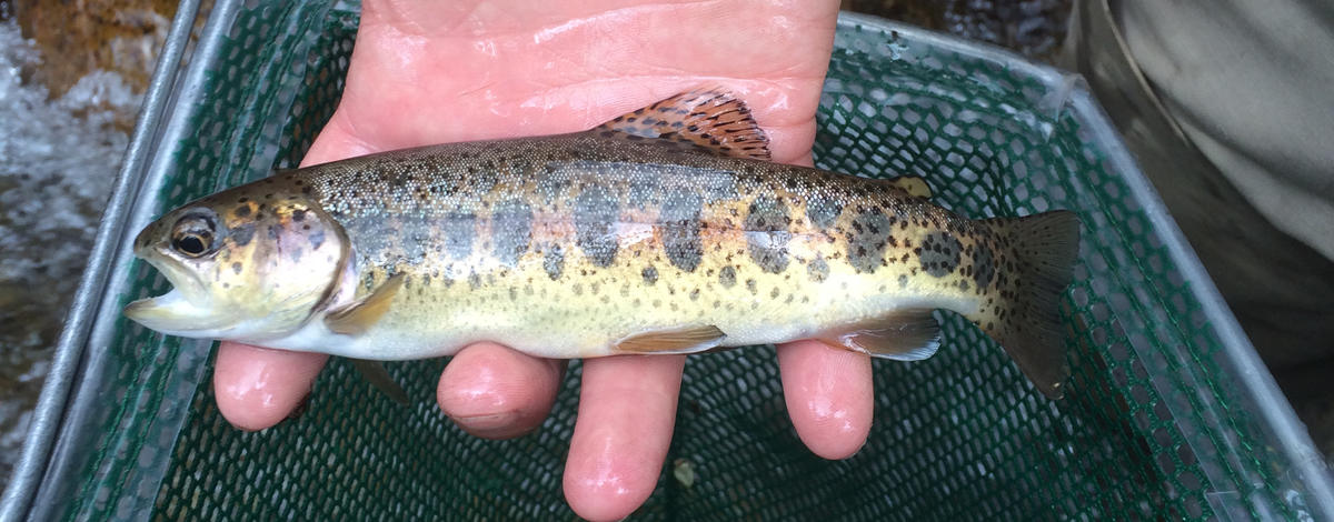 Redband trout