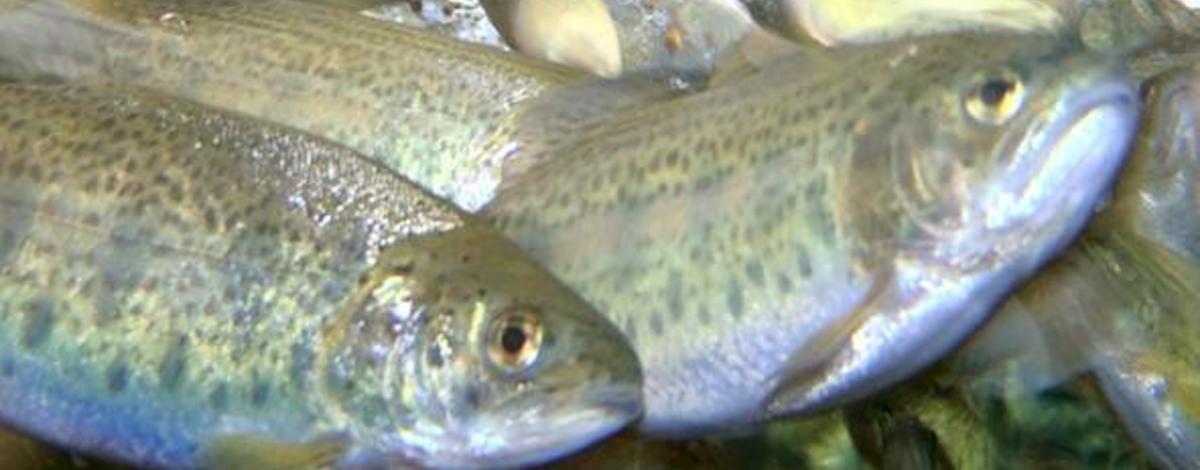 feeding_fish_002