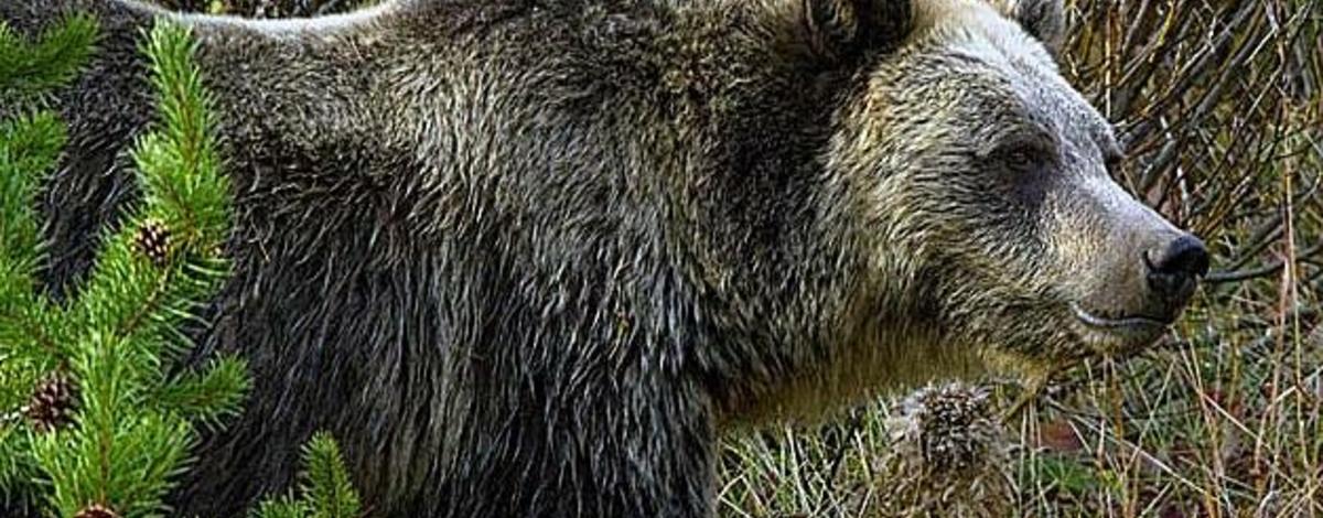 grizzly_general