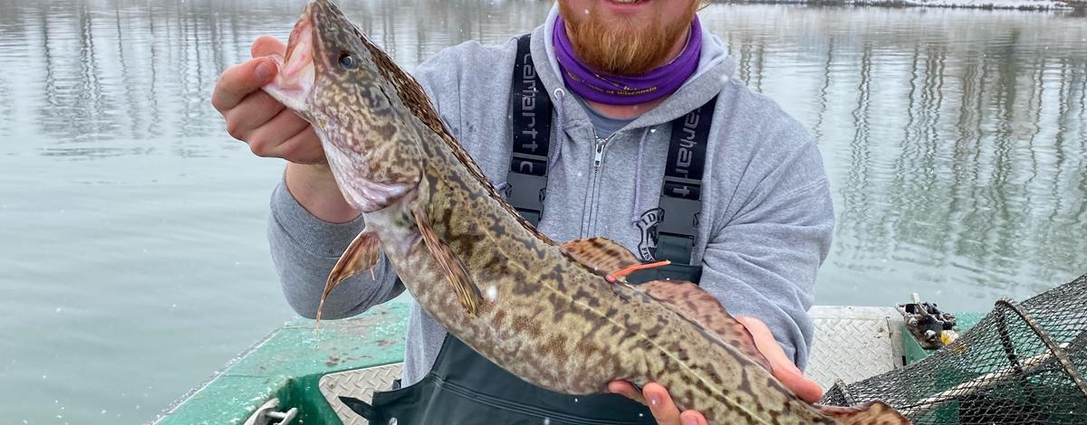 Burbot from the Kootenai River