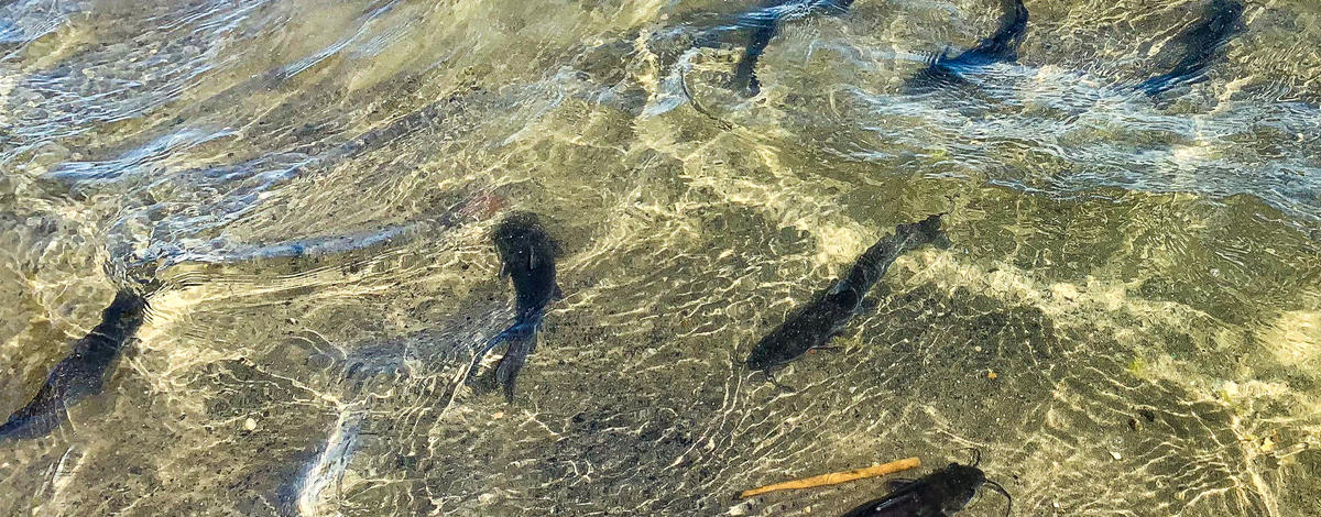 catfish